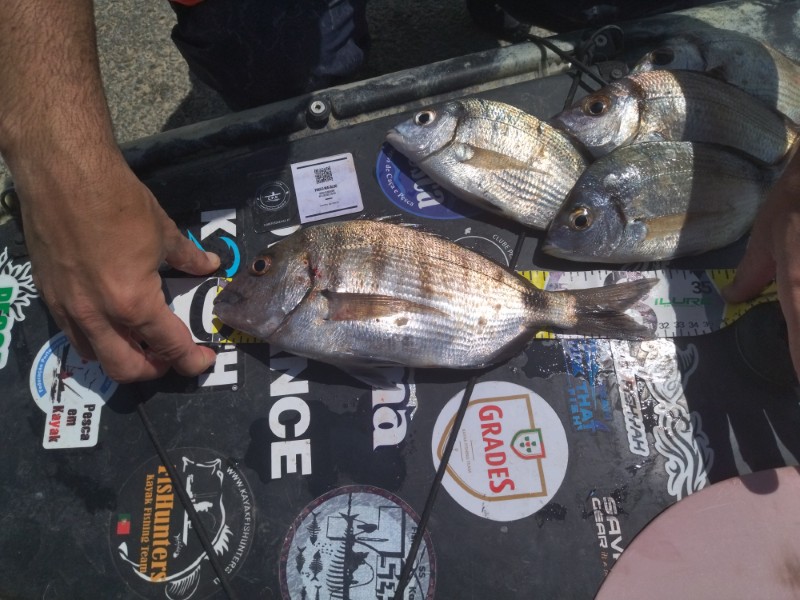 Fish Measure Picture